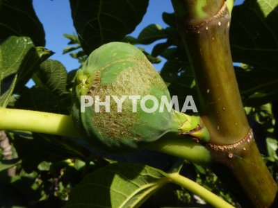 Thysanoptera